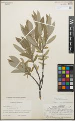 Foto von Salix glauca L.